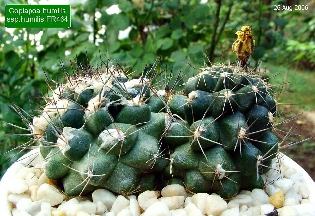 Copiapoa_ humilis ssp.humilis _FR464 _13